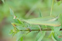 Mantis religiosa