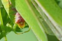Phaneroptera nana