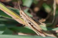 Chorthippus albomarginatus