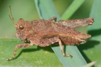 Tetrix undulata