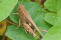 Aiolopus strepens