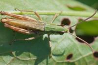 Pseudochorthippus parallelus
