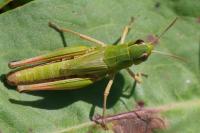 Pseudochorthippus parallelus