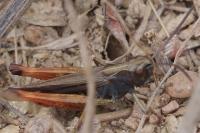 Omocestus rufipes