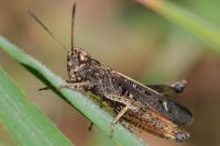 Omocestus rufipes