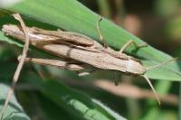 Euchorthippus declivus