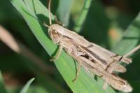 Euchorthippus declivus