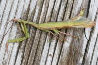 Mantis religiosa