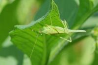 Phaneroptera nana