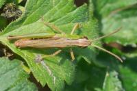Pseudochorthippus parallelus