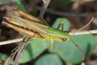 Pseudochorthippus parallelus
