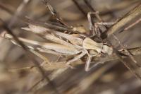 Tessellana tessellata