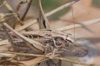 Tessellana tessellata