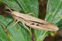 Chorthippus albomarginatus