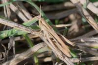 Chorthippus albomarginatus