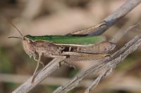 Chorthippus dorsatus