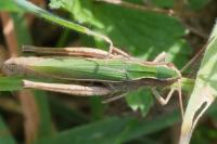 Chorthippus dorsatus