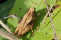 Tetrix undulata