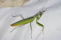 Mantis religiosa