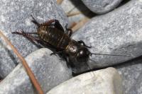 Gryllus campestris