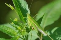 Phaneroptera nana