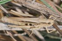 Euchorthippus declivus