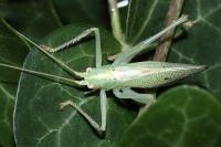 Meconema thalassinum