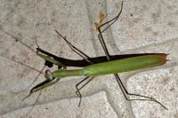 Mantis religiosa