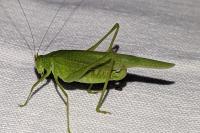 Phaneroptera nana