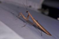 Mantis religiosa