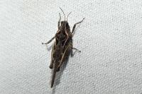 Tetrix ceperoi