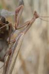 Mantis religiosa