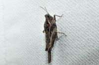 Tetrix ceperoi