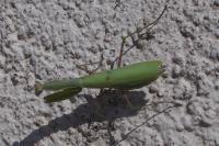 Mantis religiosa