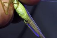 Phaneroptera nana