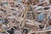 Tessellana tessellata