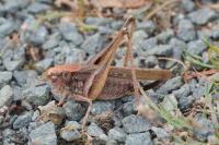 Platycleis albopunctata