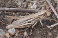 Euchorthippus declivus