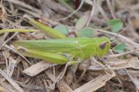 Chorthippus dorsatus