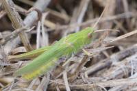 Chorthippus dorsatus