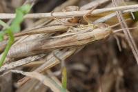 Euchorthippus declivus