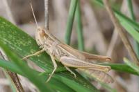 Euchorthippus declivus