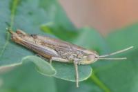 Euchorthippus declivus