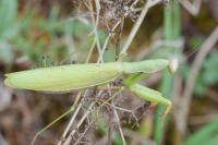 Mantis religiosa