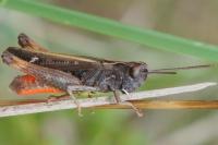 Omocestus rufipes