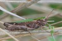Omocestus rufipes