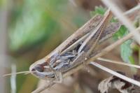 Euchorthippus elegantulus