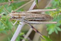 Euchorthippus elegantulus