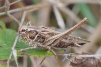 Tessellana tessellata