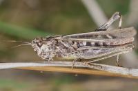 Chorthippus